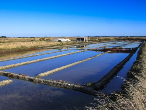 marais salants